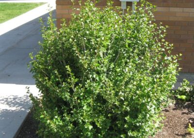 Alpine Current Shrub