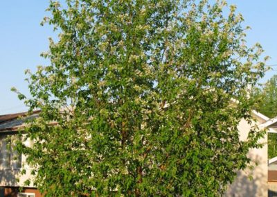 Amur Cherry