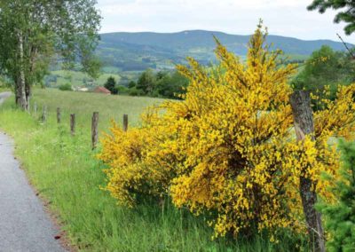 Ash Dwarf Broom Shrub