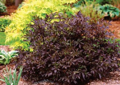 Black Beauty Elderberry