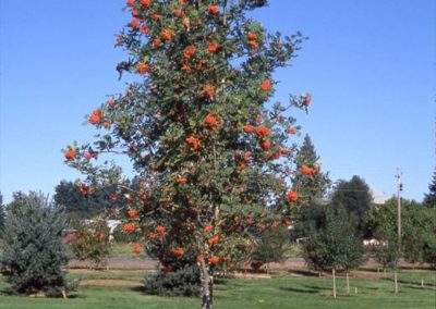 Black Hawk Mountain Ash