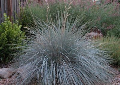 Blue Oat Grass