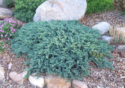 Blue Rug Juniper