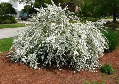 Bridlewreath Spirea