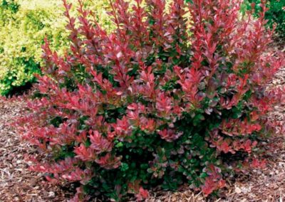 Cherry Bomb Barberry