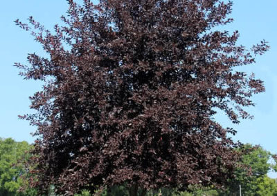 Chokecherry Schubert