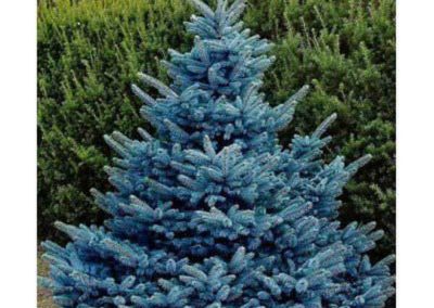 Colorado Blue Spruce