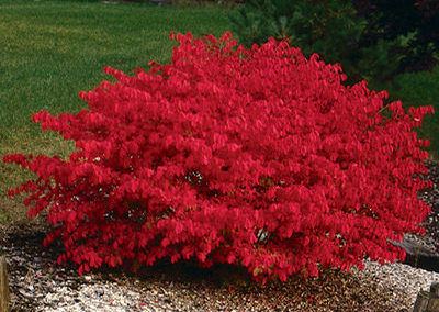 Compact Burning Bush