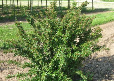 Cotoneaster Shrub