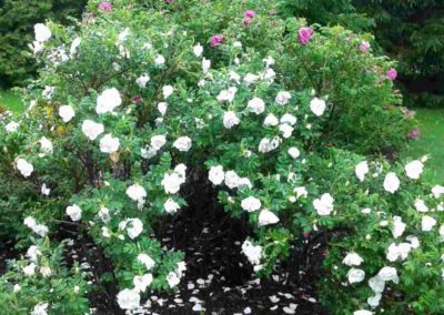Coubert Rose