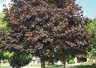 Crimson Maple