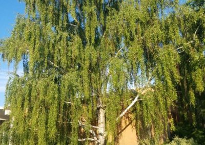 Cutleaf Weeping Birch