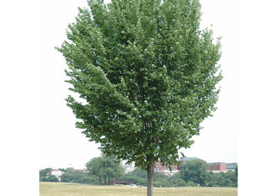 Elm Tree