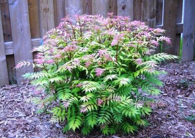 False Spirea