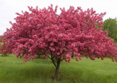 Flowering Crab