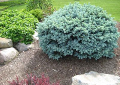 Globe Spruce
