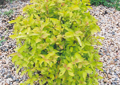 Goldleaf Dogwood