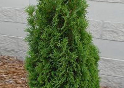 Holmstrup Cedar