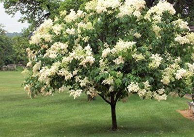 Japanese Tree Lilac