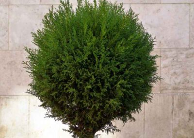 Juniper Shrubbery