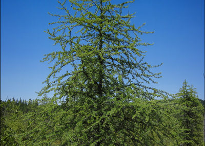 Larix Laricina Tamarack