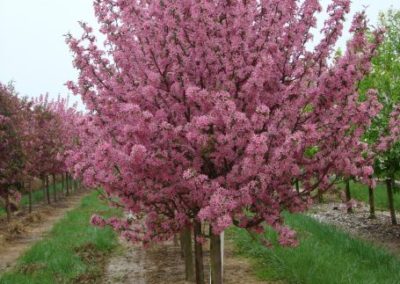 Malus Pink Spire