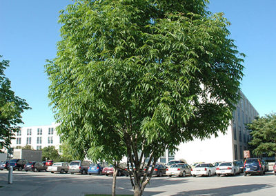 Manchurian Ash