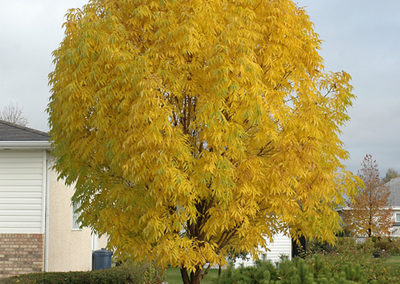 Manchurian Ash - Fall Color