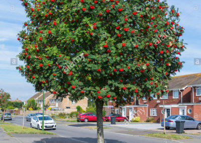 Mountain Ash