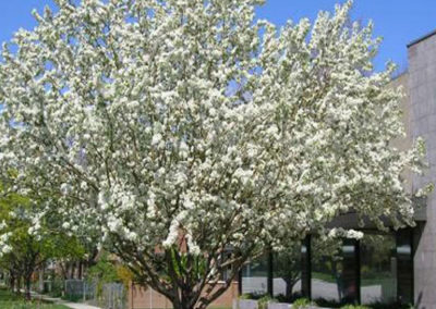 Parkland Apple Tree