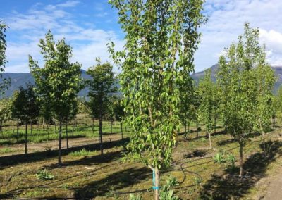 Pear Tree