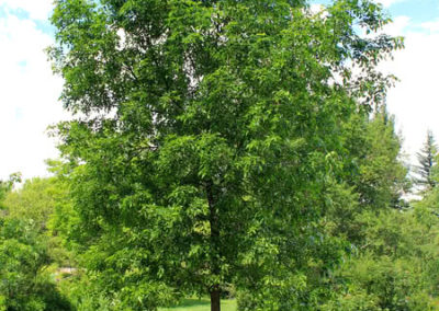 Praire Spire Green Ash