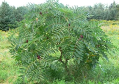 Sumac Shrub