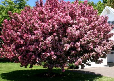 Thunderchild Crabapple