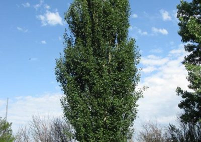 Tower Poplar
