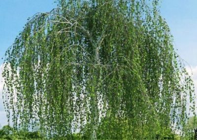 Weeping Birch