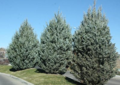 Wichita Blue Juniper