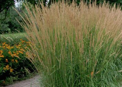 Karl Forester Reed Grass