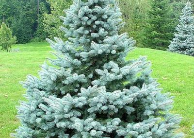 Baby Blue Spruce