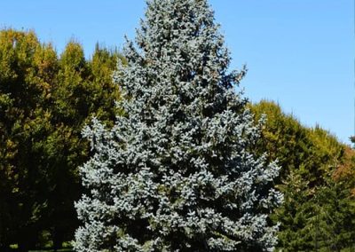 Columnar Blue Spruce