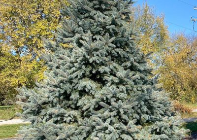 Fat Albert Blue Spruce