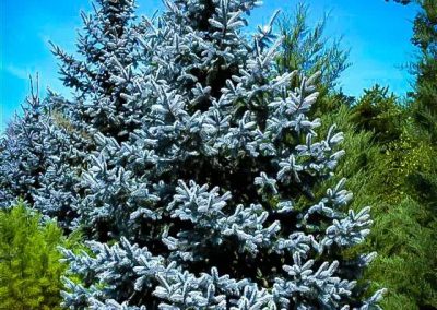 Hoopsii Blue Spruce