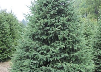 White Spruce